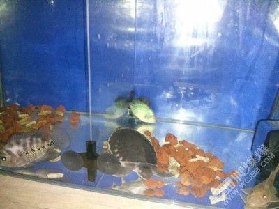 豬鼻龜犯法嗎：豬鼻龜是否犯法取決于自家養豬鼻龜犯法律法規法律咨詢