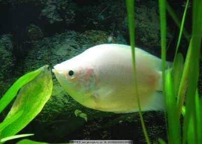 龍魚搭配什么魚最好？打造和諧共生的水族箱環(huán)境，龍魚最佳混養(yǎng)搭配指南，打造和諧共生的水族箱環(huán)境