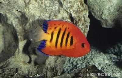 龍魚搭配什么魚最好？打造和諧共生的水族箱環(huán)境，龍魚最佳混養(yǎng)搭配指南，打造和諧共生的水族箱環(huán)境