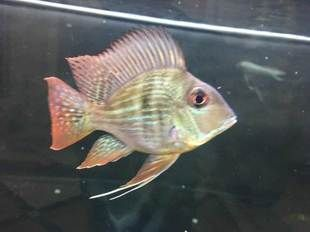 元寶鳳凰魚大顆粒糧食的營養價值：元寶鳳凰魚專用魚糧品牌推薦