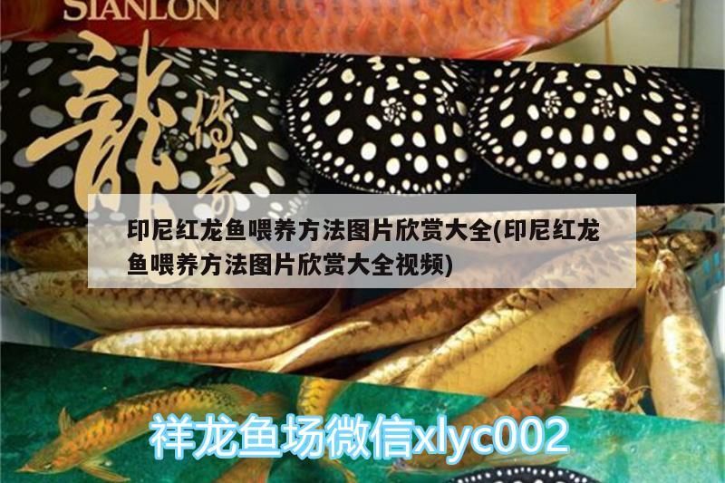 印尼紅龍魚喂養方法圖片欣賞大全(印尼紅龍魚喂養方法圖片欣賞大全視頻)