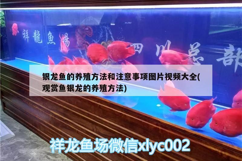 銀龍魚的養(yǎng)殖方法和注意事項(xiàng)圖片視頻大全(觀賞魚銀龍的養(yǎng)殖方法)