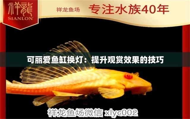 元寶鳳凰魚是冷水魚嗎（元寶鳳凰魚是冷水魚嗎）