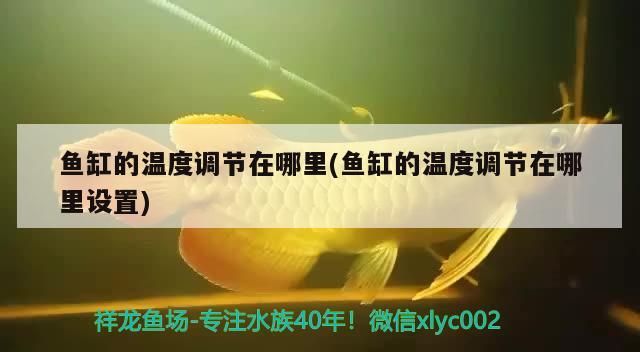 魚缸的溫度調節在哪里(魚缸的溫度調節在哪里設置)