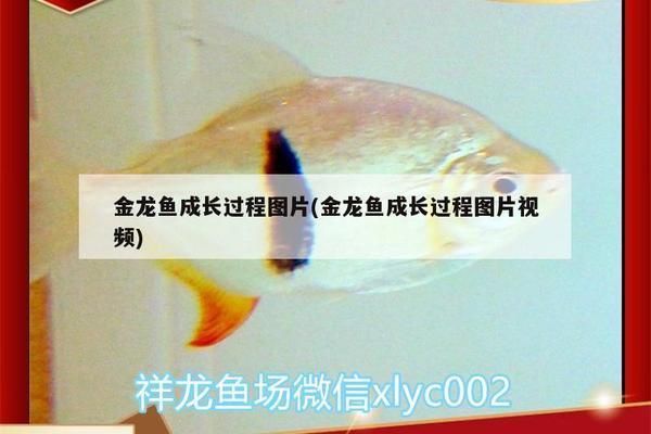 過背金龍魚成長過程描寫片段怎么寫：過背金龍魚成長過程描寫