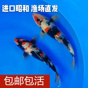 新安縣哪里有賣魚缸的店啊電話多少（ 新安縣水族館）