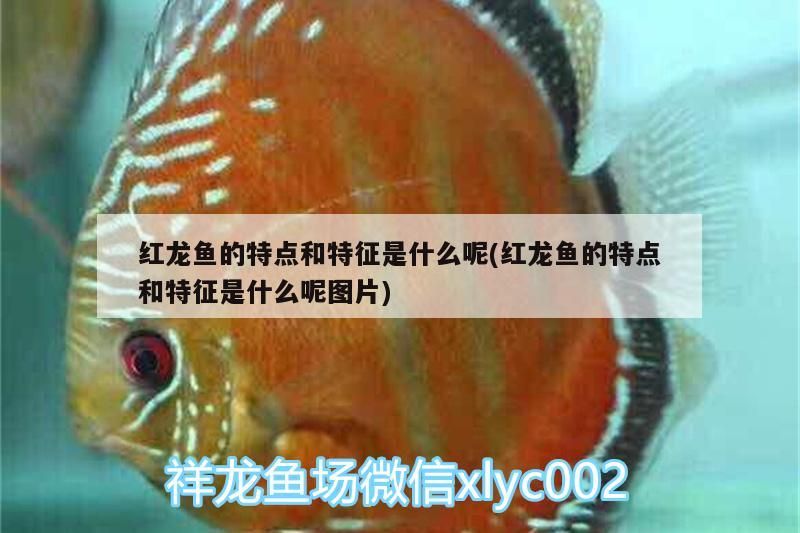 紅龍魚的特點和特征是什么呢(紅龍魚的特點和特征是什么呢圖片)