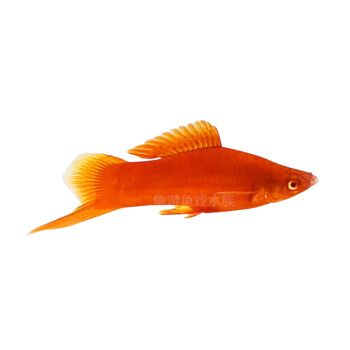 水族館都是賣(mài)什么的（水族館的銷(xiāo)售內(nèi)容豐富多樣）