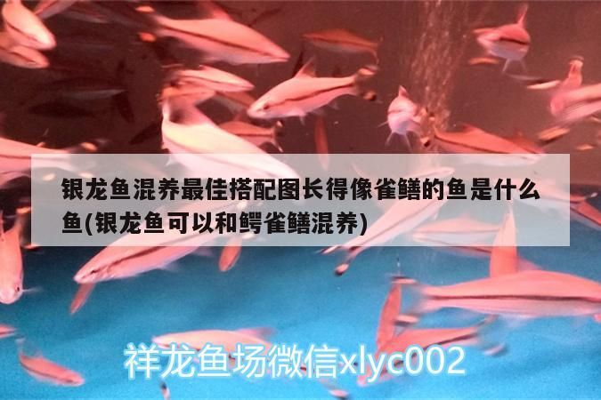 銀龍魚混養最佳搭配圖長得像雀鱔的魚是什么魚(銀龍魚可以和鱷雀鱔混養)