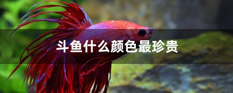 斗魚什么顏色最珍貴