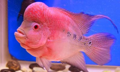 紅龍和魟魚混養用什么底色：紅龍和魟魚混養用什么底色， 紅龍和魟魚混養用什么底色：紅龍和魟魚混養用什么底色， 魟魚百科 第4張