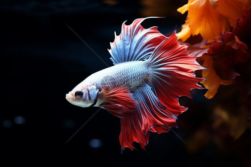 水族館都賣什么魚（水族館常見的觀賞魚種類）