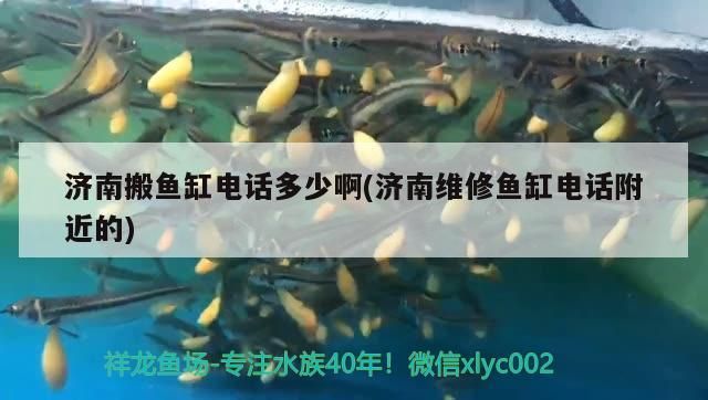 濟南搬魚缸電話多少啊(濟南維修魚缸電話附近的)