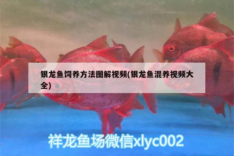 銀龍魚飼養方法圖解視頻(銀龍魚混養視頻大全)