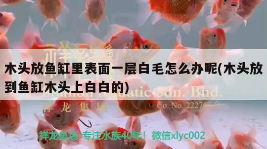 龍虎預測方法，古老智慧與現代應用的完美結合，古老智慧與現代科技的融合，揭秘龍虎預測的玄機