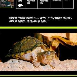 購買豬鼻龜龜案例：購買豬鼻龜判刑嗎