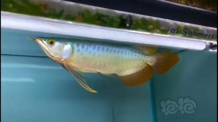 大湖紅龍魚特點介紹作文怎么寫（《大湖紅龍魚：水中的瑰寶》作文寫作思路：大湖紅龍魚）