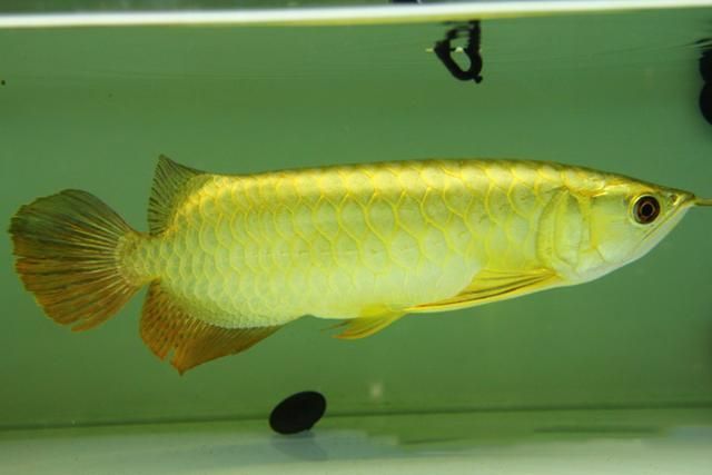 龍魚寄生蟲用什么藥？仟湖專業治療方案解析，龍魚寄生蟲防治，仟湖專業用藥方案全解析