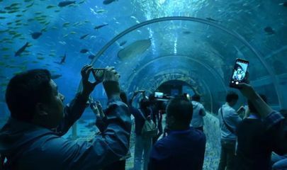 水族館隧道如何增強游客互動（水族館互動游戲設計案例）