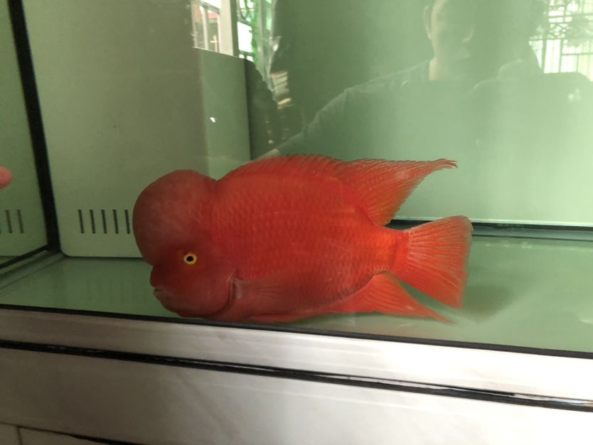 紅馬不知道達不達到寶馬 錦鯉魚百科 第3張 紅馬不知道達不達到寶馬 紅馬不知道達不達到寶馬 錦鯉魚百科 第3張