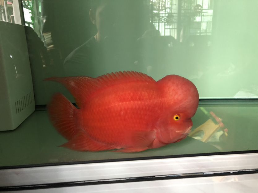 紅馬不知道達不達到寶馬 紅馬不知道達不達到寶馬 錦鯉魚百科 第4張