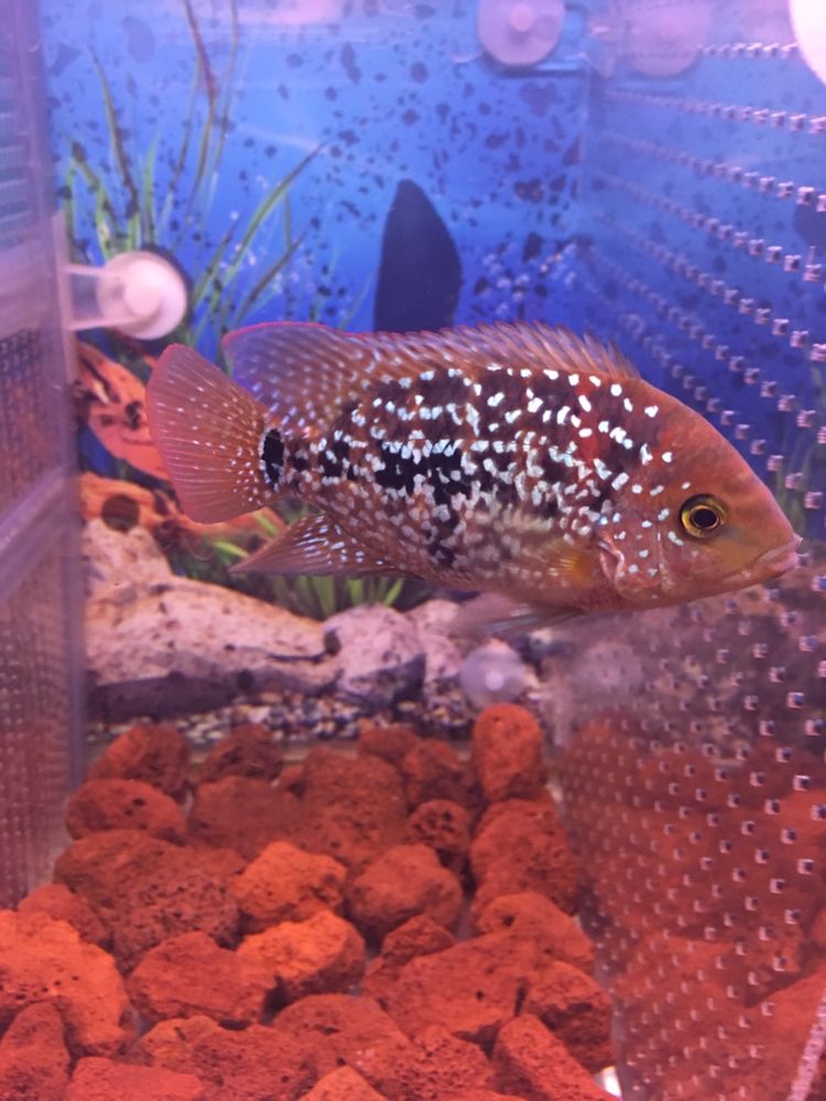 幫忙看下這兩只有沒希望 幫忙看下這兩只有沒希望 紅龍魚百科 第9張