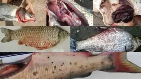 過背金龍魚一年能長多大魚(過背金龍魚一年能長多大魚頭)