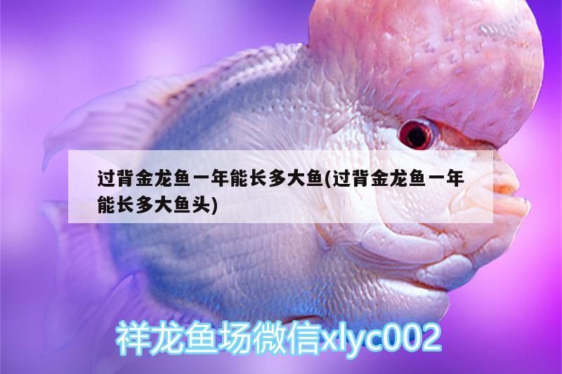 過背金龍魚一年能長多大魚(過背金龍魚一年能長多大魚頭)