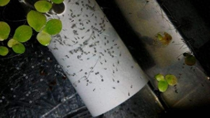 魚缸用什么照明燈好(魚缸用什么照明燈好呢)