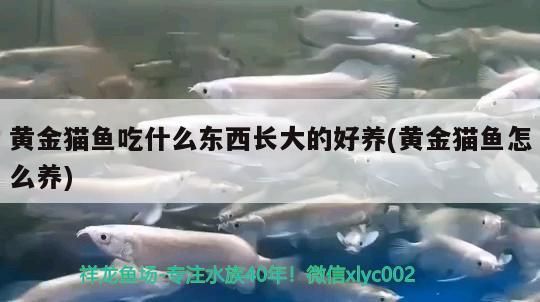 黃金貓魚吃什么東西長大的好養(黃金貓魚怎么養)