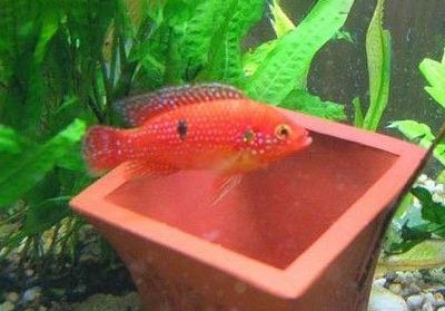 60公分的魚缸養銀龍可以嗎：銀龍魚屬于大型觀賞魚類，需要一個足夠大的魚缸來提供活動空間