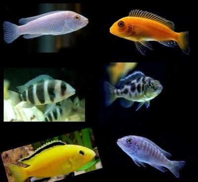 來安龍魚的價格是多少？（來安龍魚價格是多少）