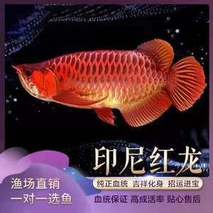 大湖紅龍魚與超血紅龍魚的市場評價：大湖紅龍魚和超血紅龍魚市場價格趨勢