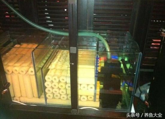 龍魚缸ph值怎么調(diào)節(jié)最好，如何自然調(diào)節(jié)魚缸ph值