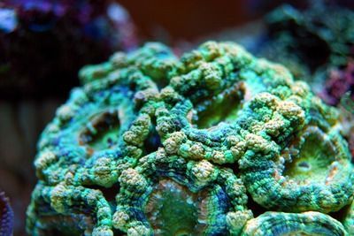 如何管理印尼小紅龍魚水質：印尼小紅龍魚水質管理方法 如何管理印尼小紅龍魚水質：印尼小紅龍魚水質管理方法 紅龍魚百科 第6張