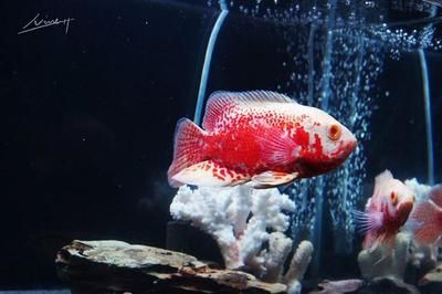 銀龍魚趴缸底怎么辦啊(銀龍魚趴缸底怎么回事)
