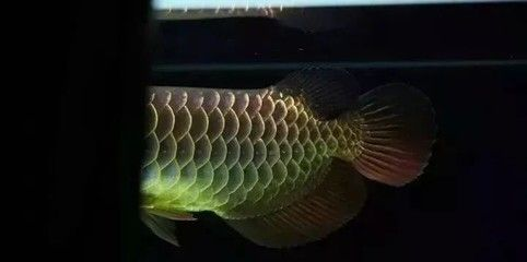 古典過背金龍魚什么時候發(fā)色：古典過背金龍魚發(fā)色時間大致可以從其體長達到35厘米左右時開始