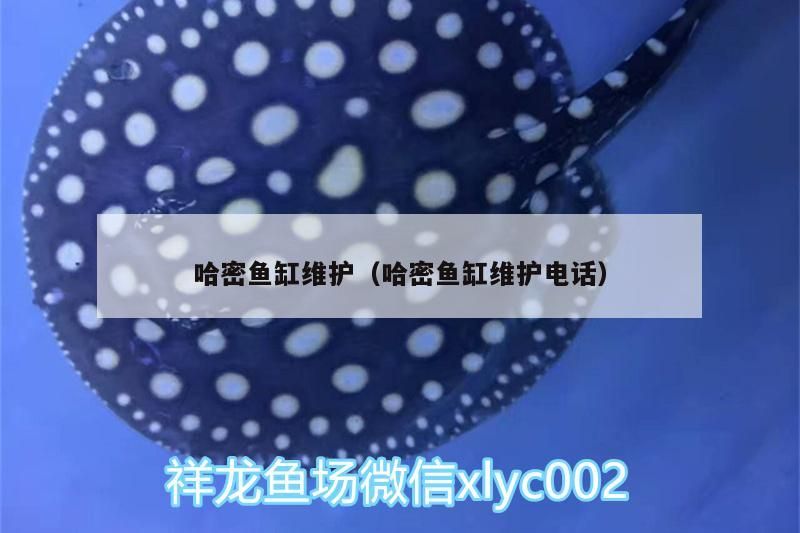 哈密魚缸維護（哈密魚缸維護電話）