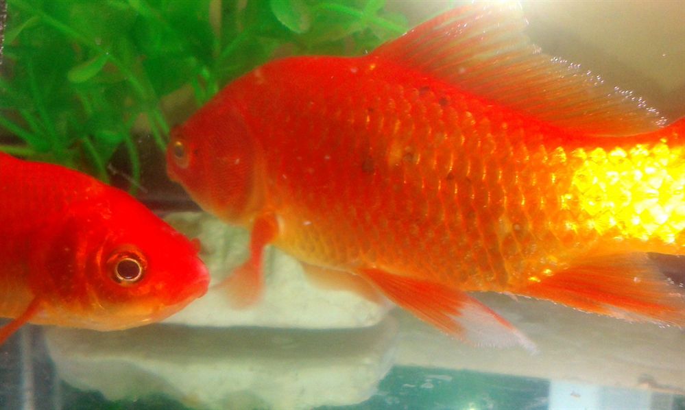 金龍魚過背高背(金龍魚過背高背區(qū)別)