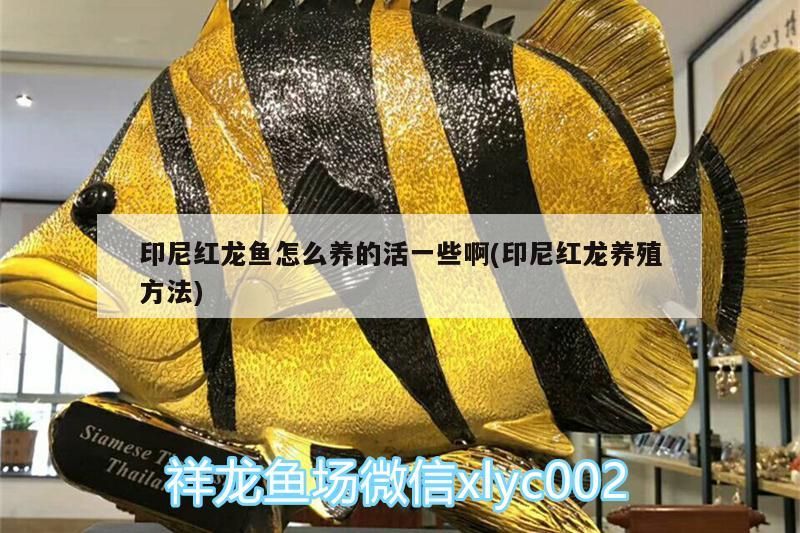 印尼紅龍魚怎么養的活一些啊(印尼紅龍養殖方法)