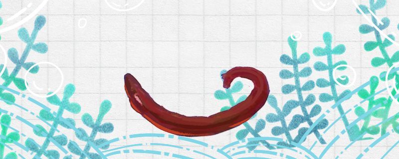 紅蟲養水里會死嗎在水里能養多久