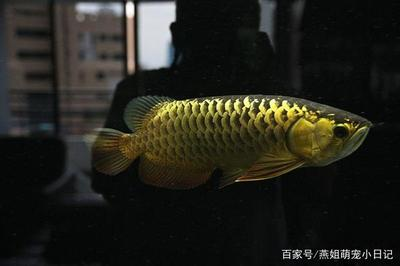 龍魚翻鱗會死嗎?原因、預防與治療全解析,龍魚翻鱗會死嗎?原因、預防與治療全解析