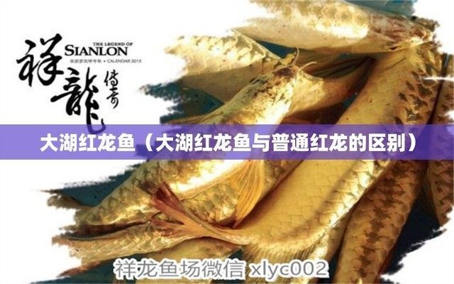 大湖紅龍魚與普通紅龍的區別在哪里呢（大湖紅龍魚與普通紅龍在外觀、繁殖特性上有一些明顯的區別）