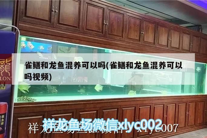 雀鱔和龍魚混養可以嗎(雀鱔和龍魚混養可以嗎視頻)