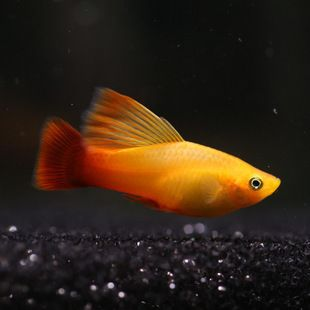 水族館進貨漁場（關于水族館進貨漁場的詳情）