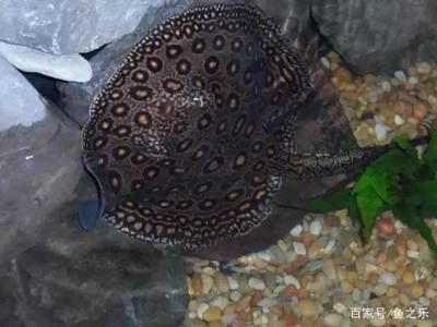 魟魚狀態不好的表現：魟魚狀態不好的表現主要有以下幾個方面：[需手動填充]魚狀態不好的表現 魟魚狀態不好的表現：魟魚狀態不好的表現主要有以下幾個方面：[需手動填充]魚狀態不好的表現 魟魚百科 第3張