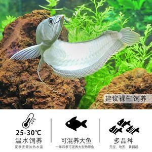 20cm元寶鳳凰魚：元寶鳳凰魚的體長可以達到多少？
