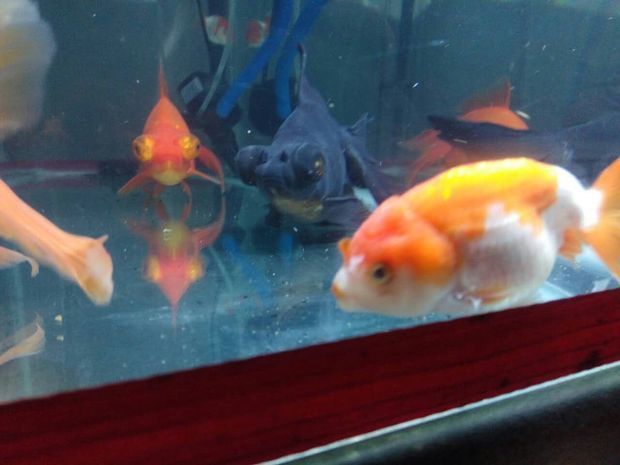 水族館專用飼料購買指南（水族館專用飼料是確保魚類健康生長的關鍵）