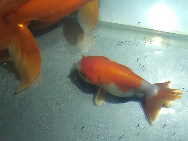 水族館專用飼料購買指南（水族館專用飼料是確保魚類健康生長的關鍵）