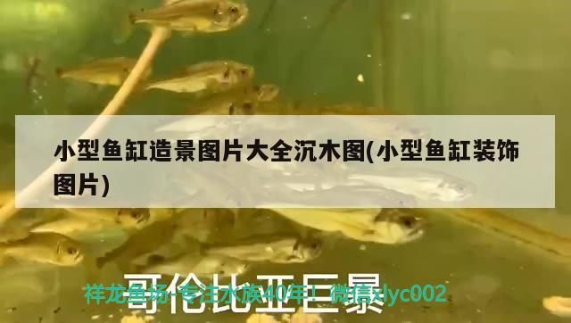 小型魚缸造景圖片大全沉木圖(小型魚缸裝飾圖片)